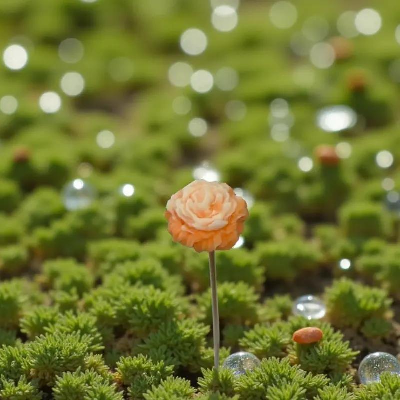 Petite pivoine orange Lulu Baladine au milieu de la mousse verte et de gouttes de rosée.