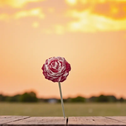 Petite pivoine Rouge bordée Lulu Baladine placée sur une terrasse avec un soleil animée.