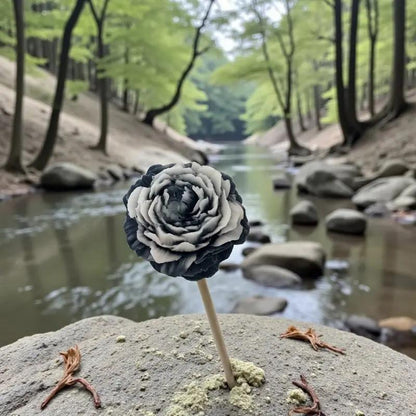 Petite pivoine noire bordée de blanc Lulu Baladine placée sur une pierre au bord d’une rivière boisée.