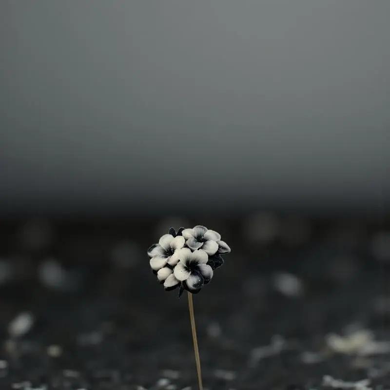 Primevère moyenne bordée noire en cire artisanale, fleur décorative raffinée sur fond gris minimaliste – Lulu Baladine