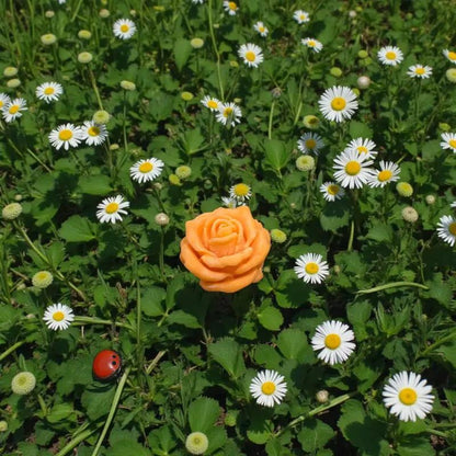Rose moyenne orange en cire artisanale, fleur décorative lumineuse parmi des pâquerettes printanières – Lulu Baladine